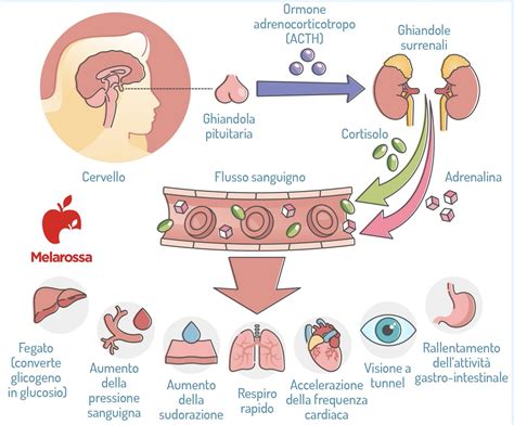 ghiandole skene|Ghiandola di Skene: funzione, posizione, secrezione e condizioni